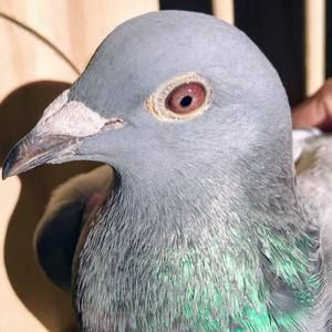 Meet your Posher, Jacomino's